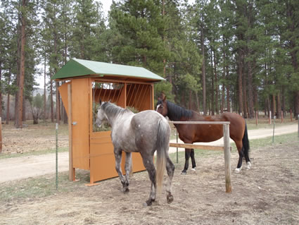 horses eating hay